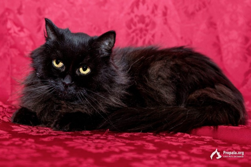 Роскошная Элизабет ждёт свою семью!