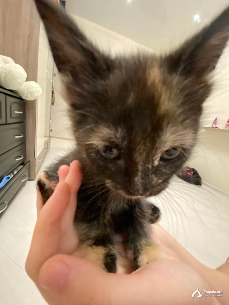 Отдам котенка девочку в добрые руки