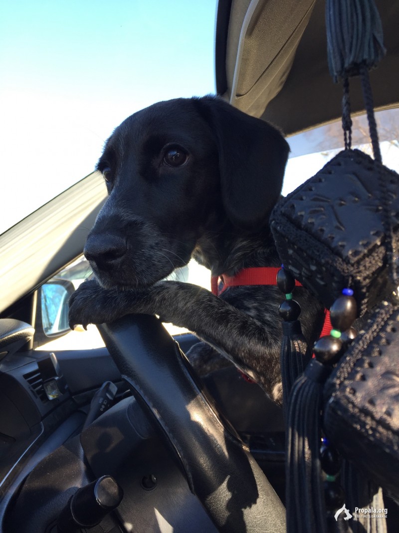 ПРОПАЛА СОБАКА!