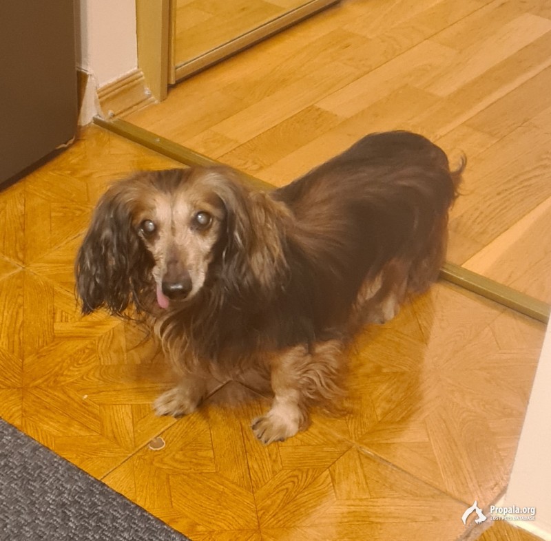 Нашлась длинношерстная такса