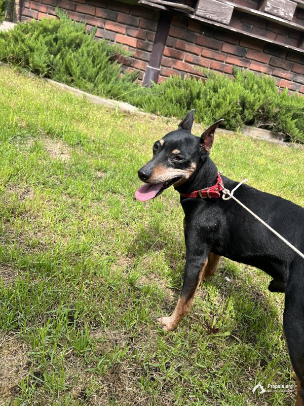 Ищем хозяина потеряшки