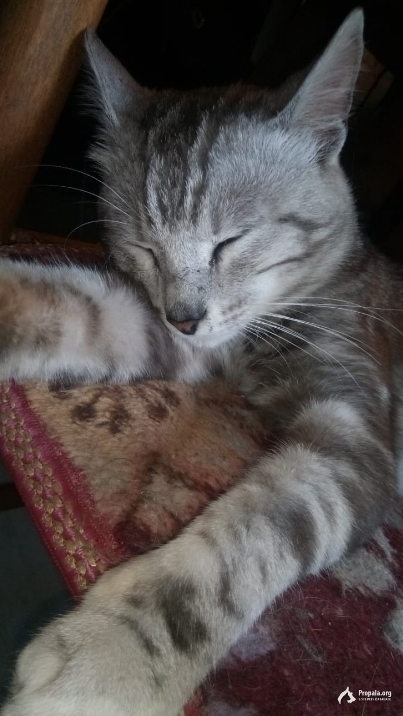 Пропал кот!