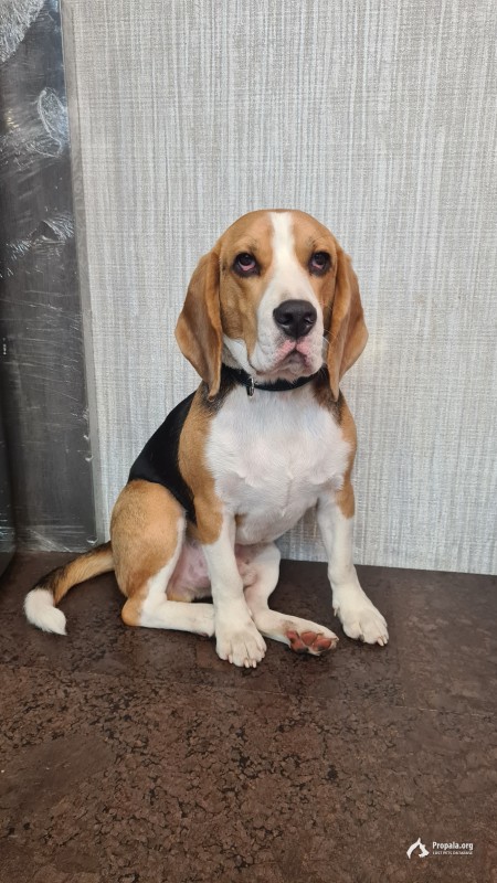 Найден бигль