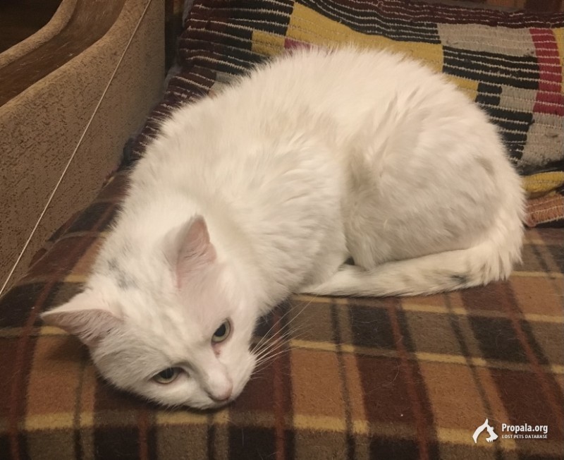 Пропал белый кот