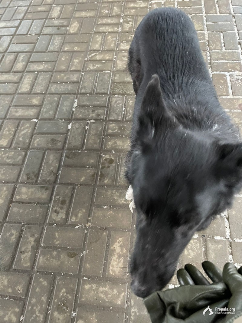 Ищем старичка Джека, катается в электричках!