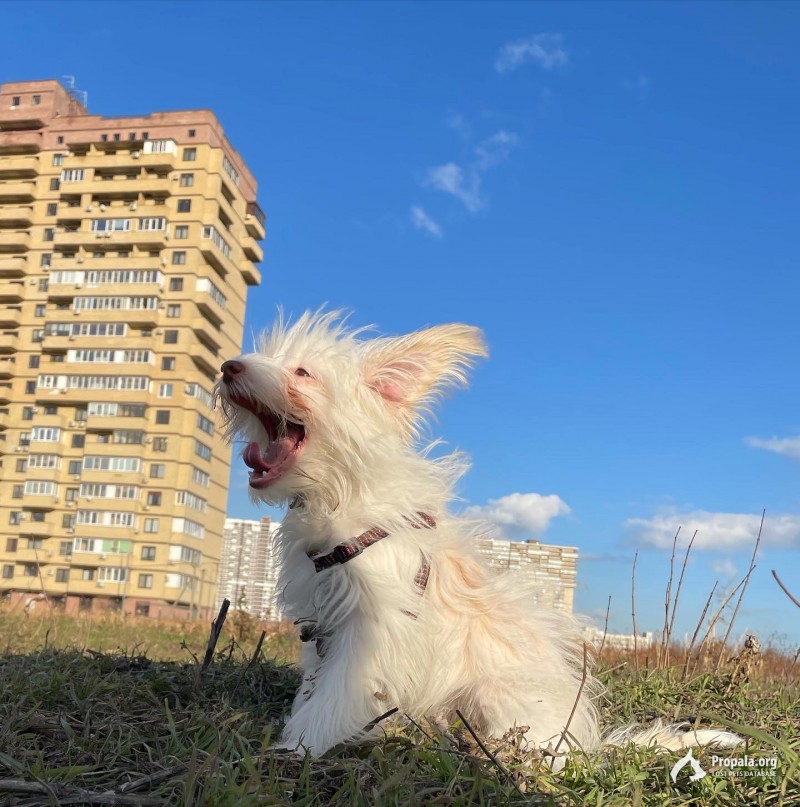 Пропала собака