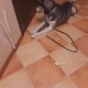 Найден кобель хаски