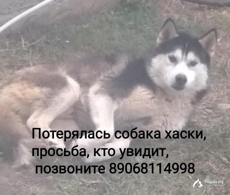 Пропал кобель Хаски 12 октября, возраст 6 лет