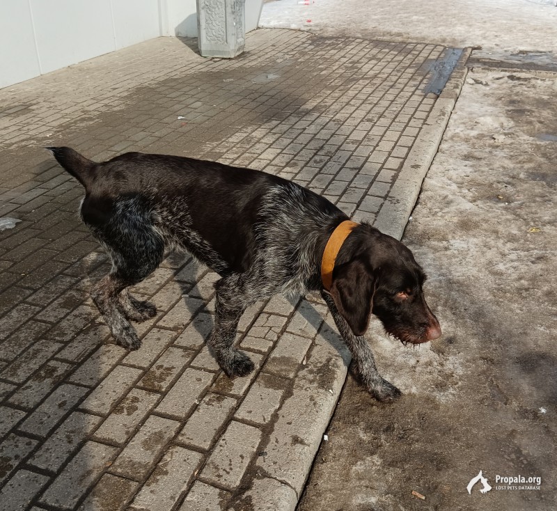 Найден Дратхаар, кобель. г.Пушкино