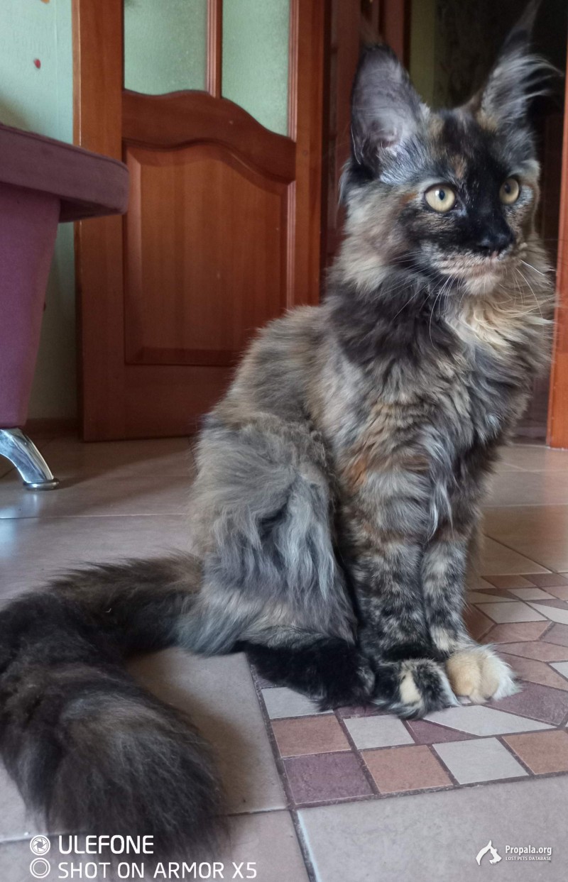 потерялась кошка мейн кун