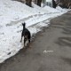 Найдена собака Перовская 65
