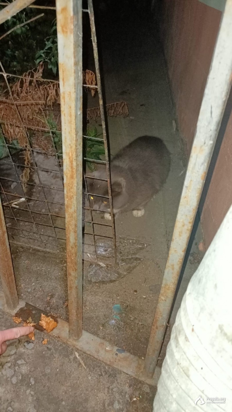 Найден серый пушистый кот