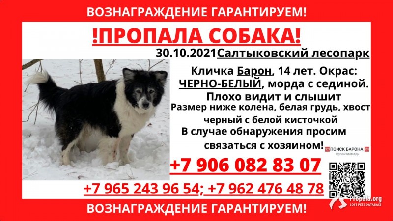 Пропала любимая собака Барон!