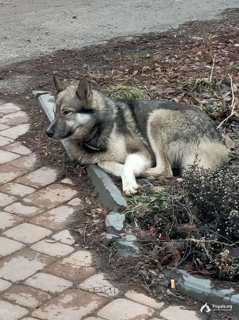 Найдена собака, похож на лайку