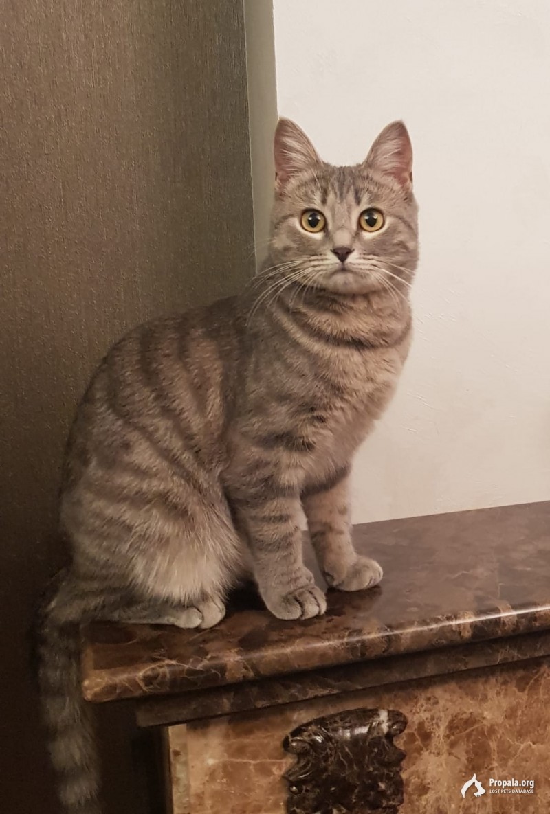 Пропала кошка!
