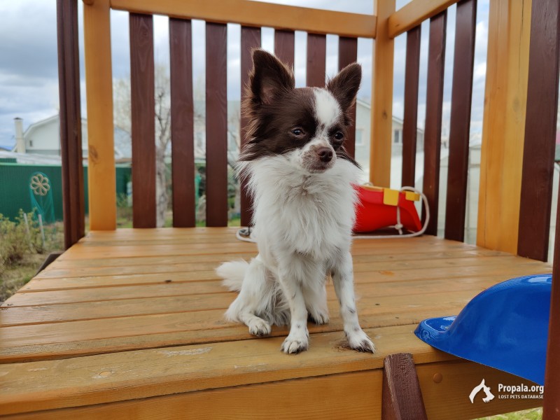 Пропал маленькая собака