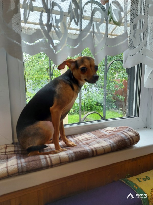 пропала собака