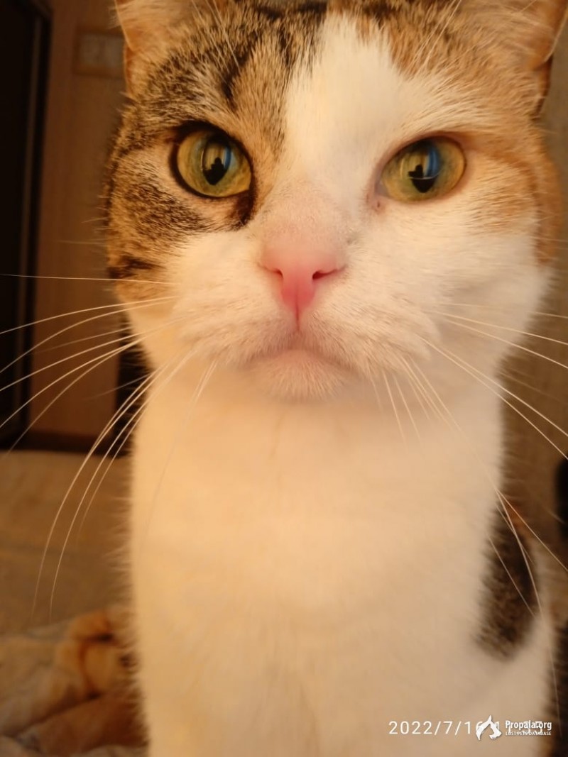 ПРОПАЛА КОШКА!