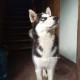 Найдена хаски