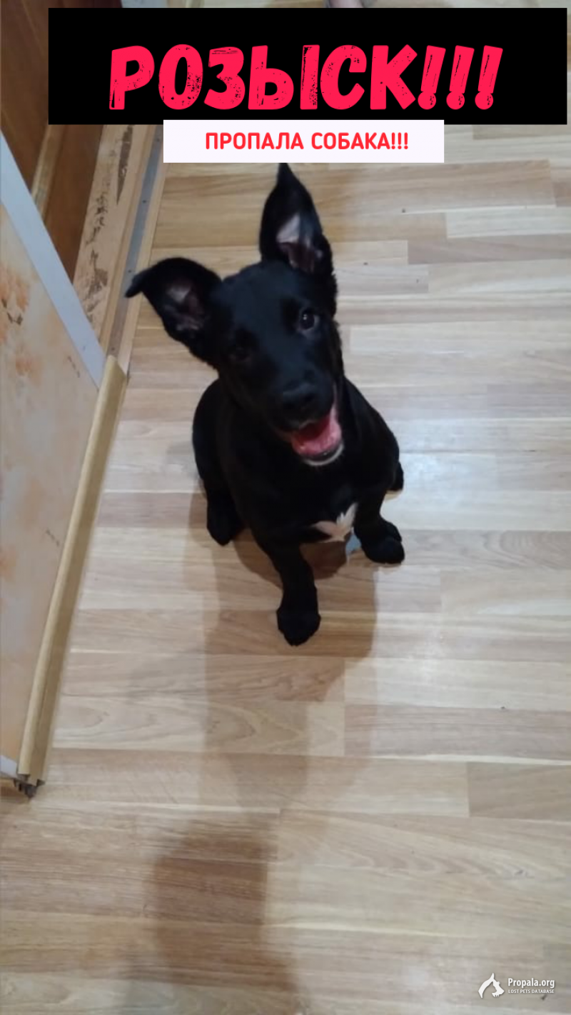 Потерялся щенок