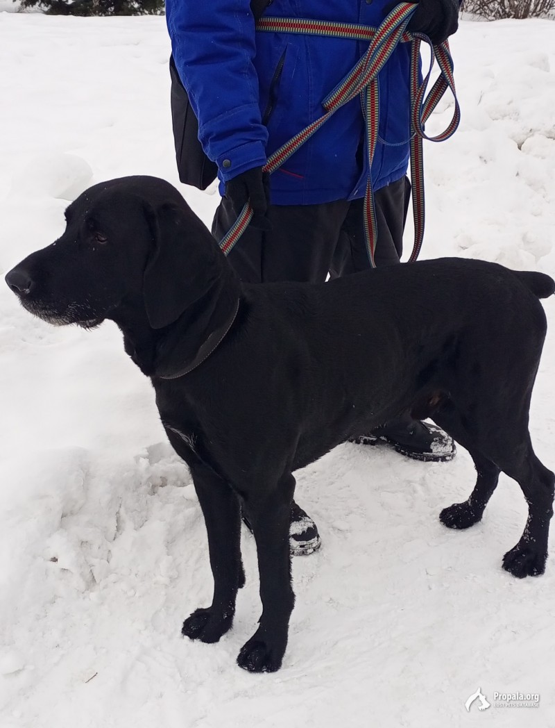 найден кобель 2-3 года дог/пойнтер/курцхаар