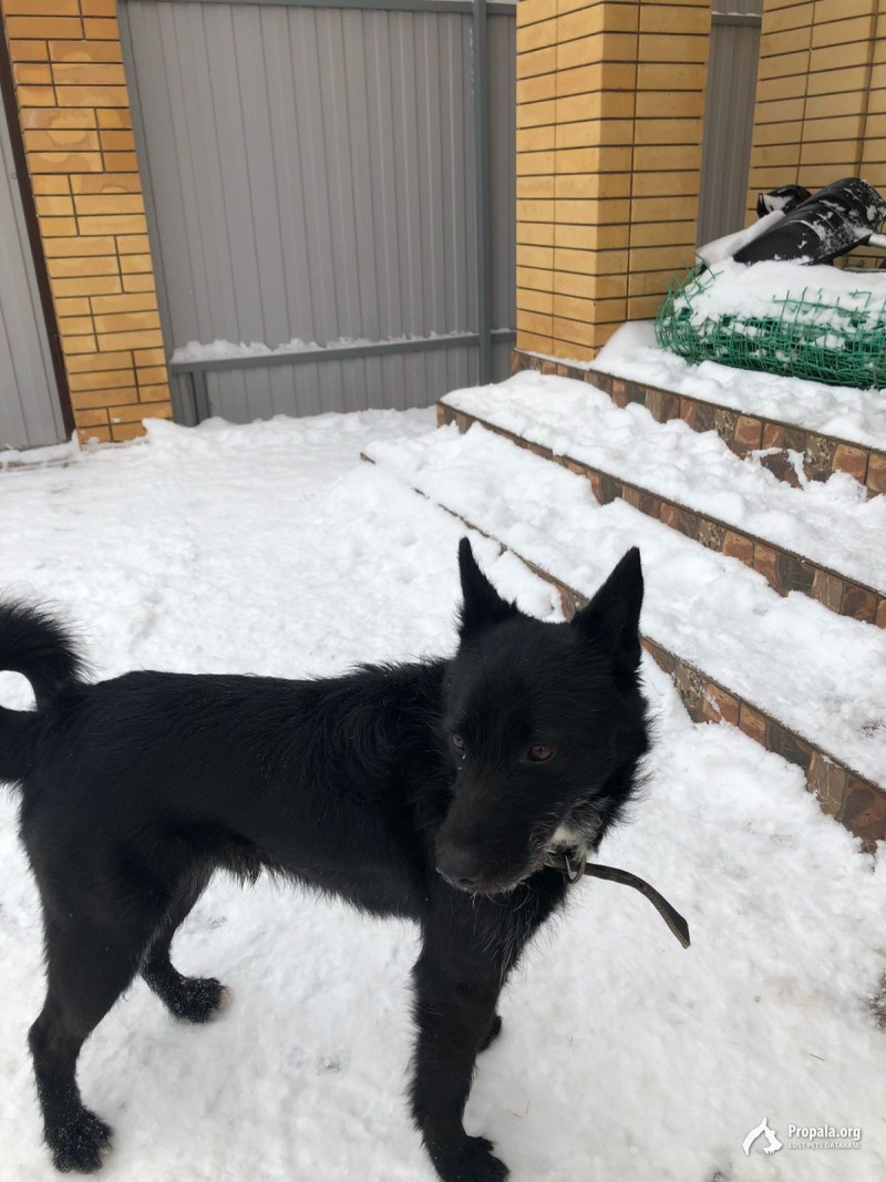 ХОЗЯИН НАЙДИСЬ!!!!