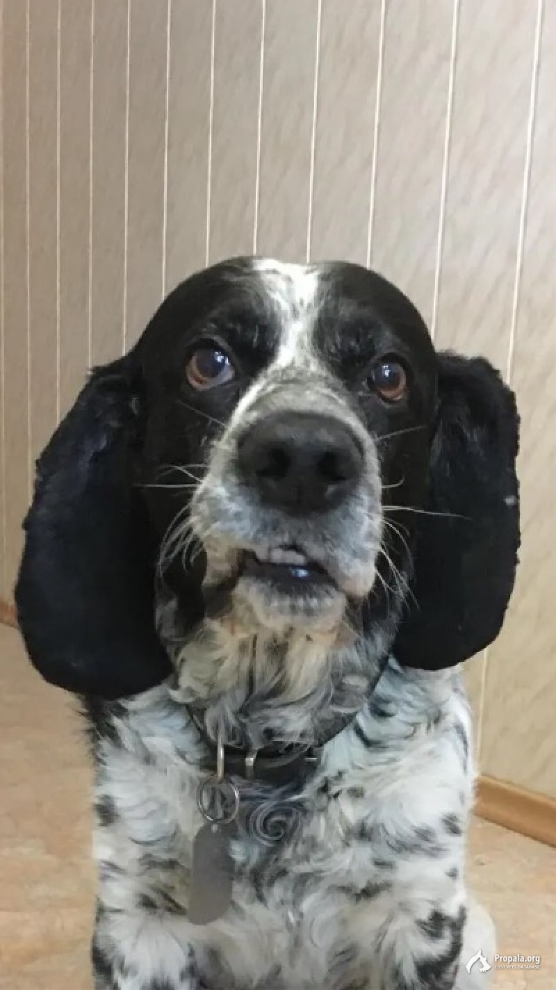 Пропала собака