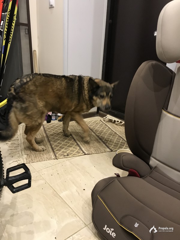 Найдена возрастная собака