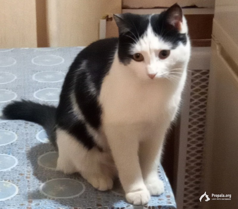 Пропала кошка