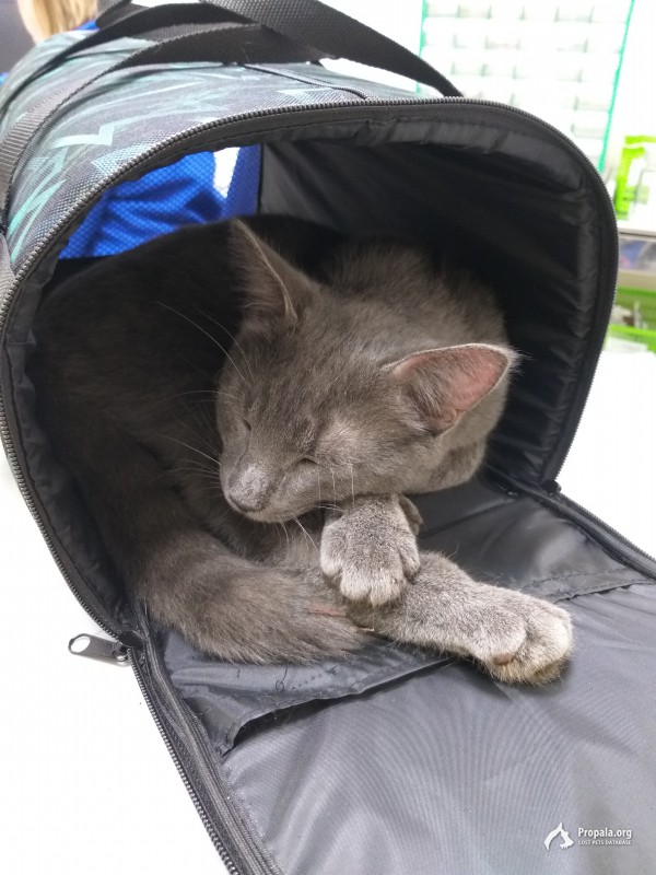 Молодой и добрый котёнок в хорошие руки