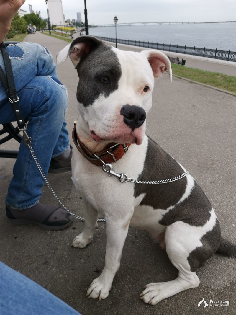 Пропала собака