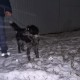 НУЖЕН ДОМ 1,5 года кобель добрый