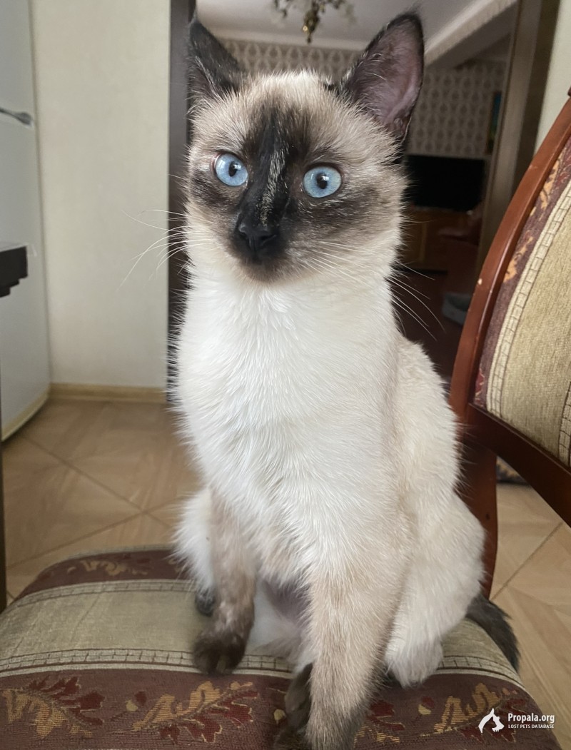 Пропала кошка