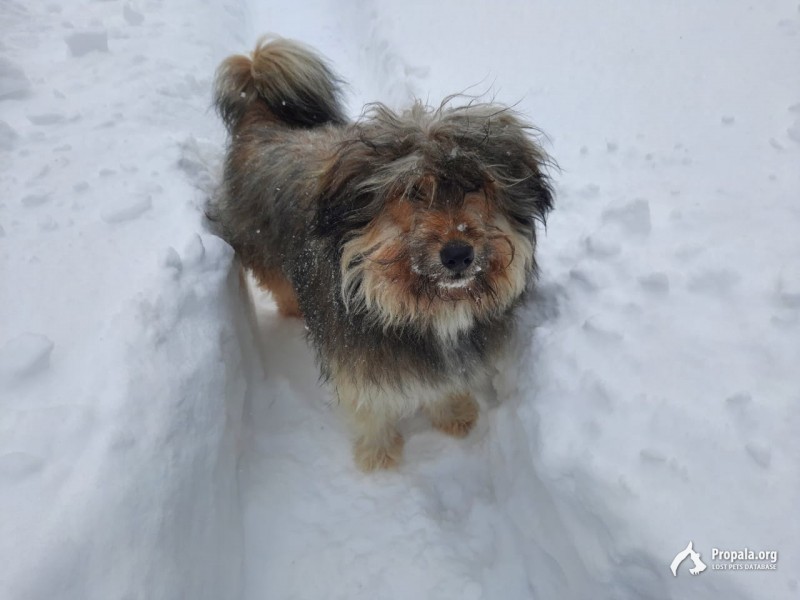 МО, Салтыковка, пропала собака!
