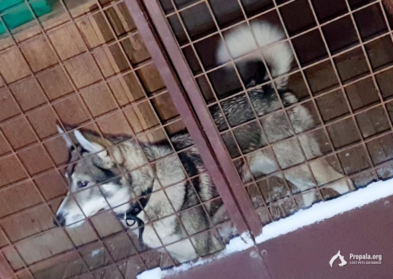 найдена собака девочка молодая