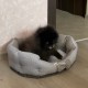 Пропала собака
