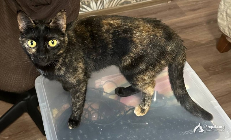 Кошка стерилизованная чёрная ищет дом