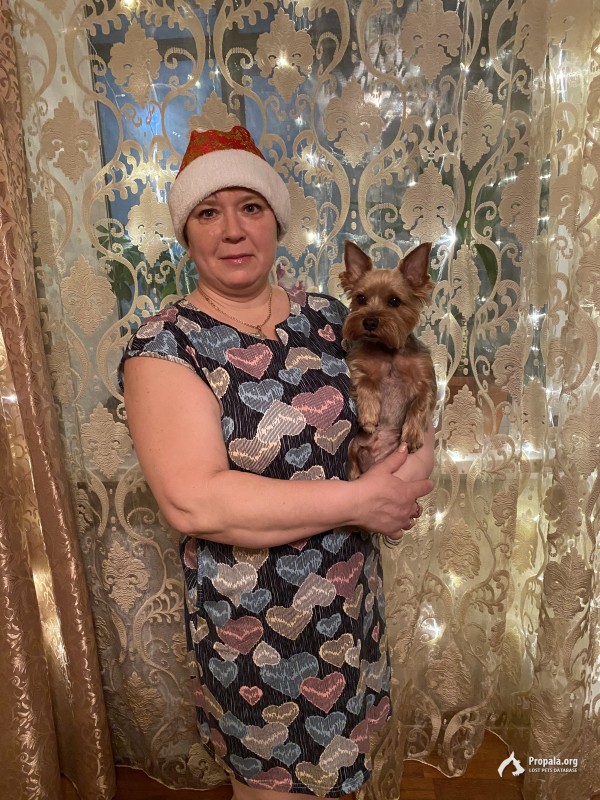 Потерялась собака