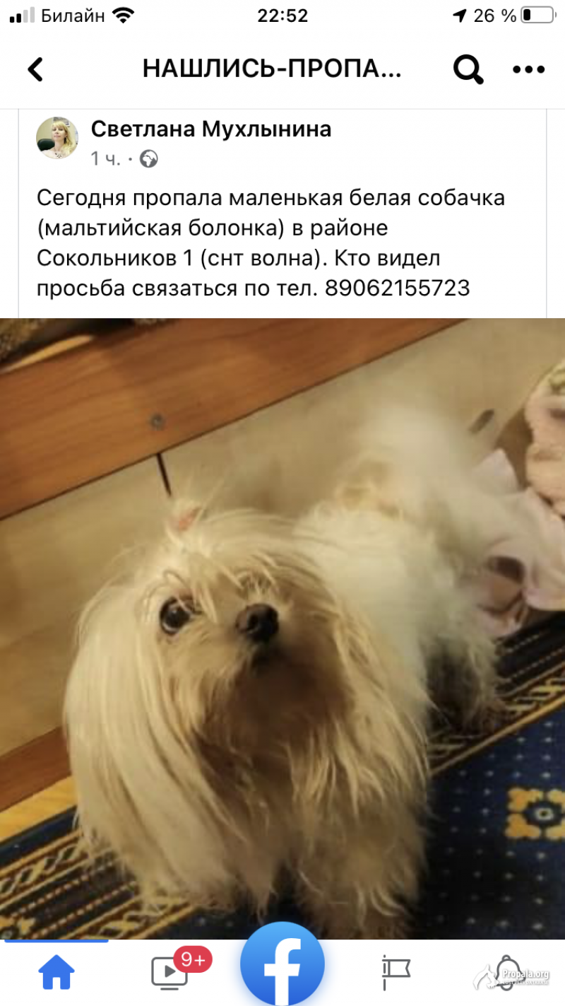 Пропал кобель, Сокольники