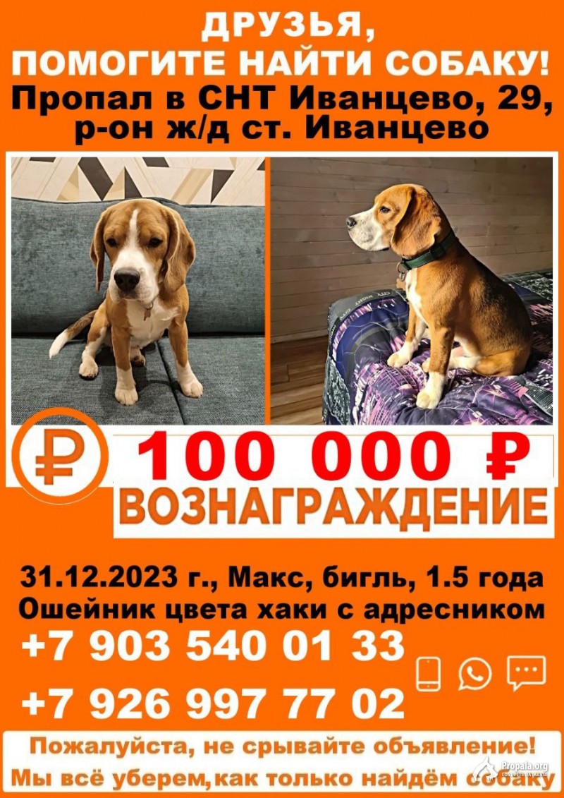 Пропала собака в Дмитрове 