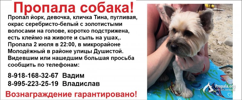 ПОТЕРЯЛАСЬ СОБАКА