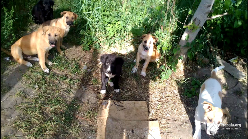 Поймайте себе щенка