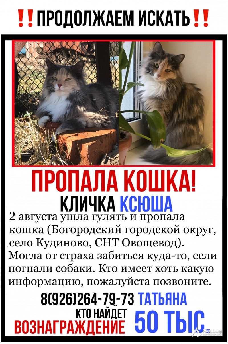 Пропала кошка