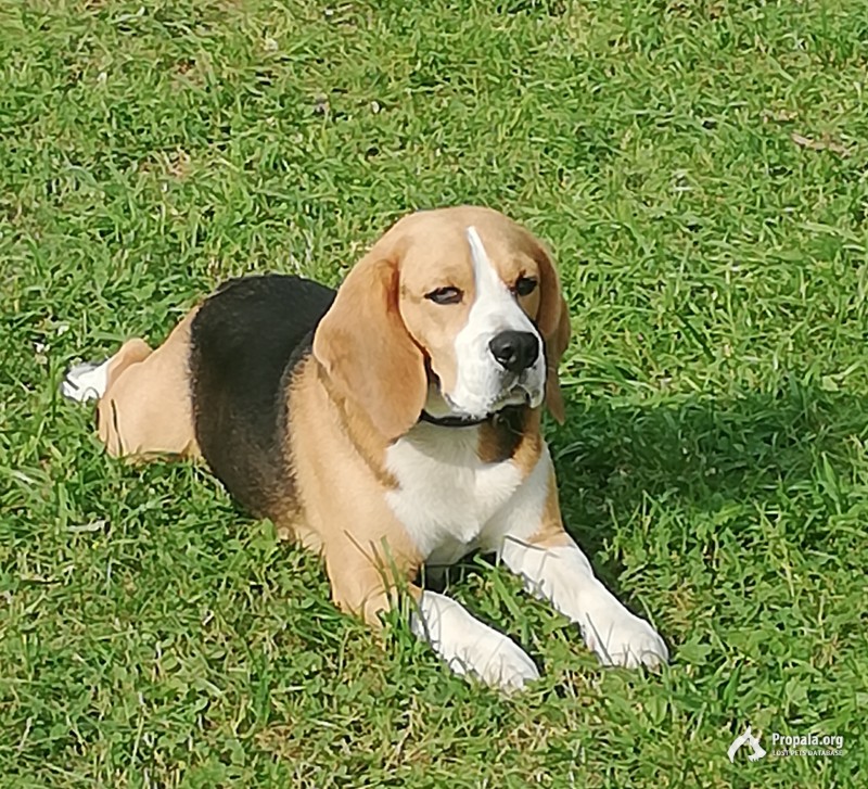 Пропала собака бигль