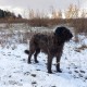Пропала собака. Дмитровский район