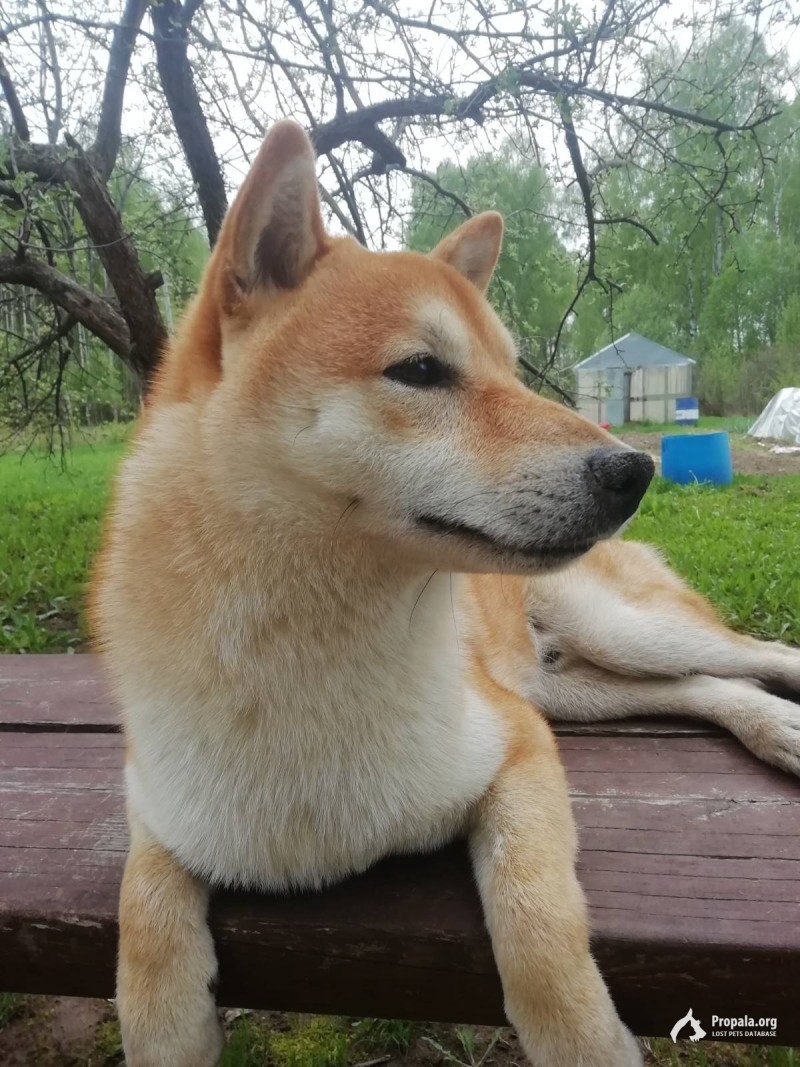 Пропала собака!