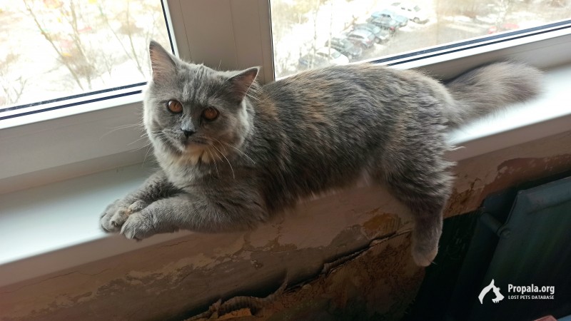 Луга, Городок. Пропала кошка.