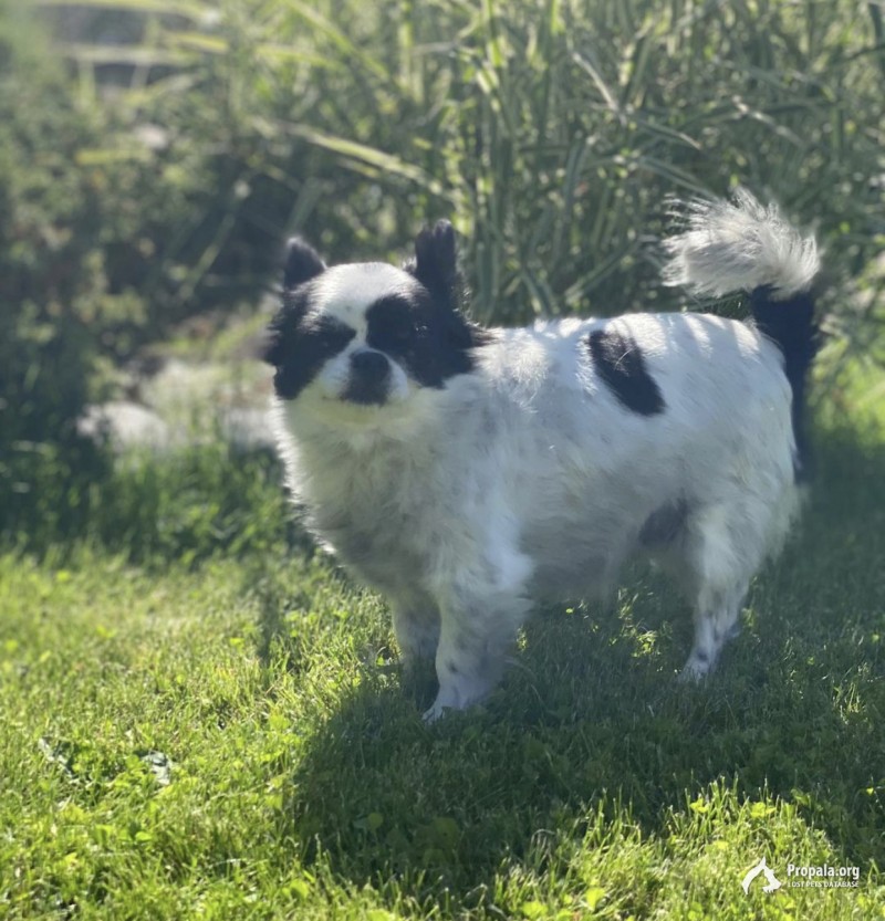 Пропала собака