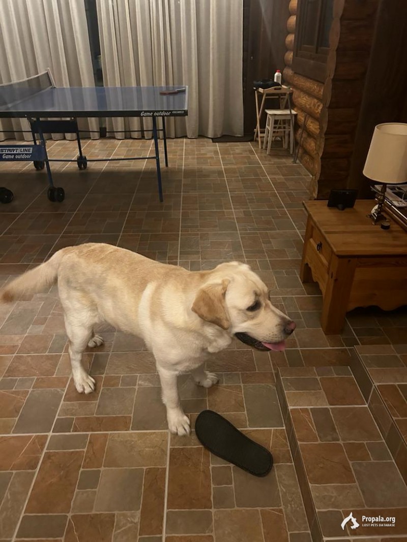 Найден молодой лабрадор  дер Никулино г.о. Подольск