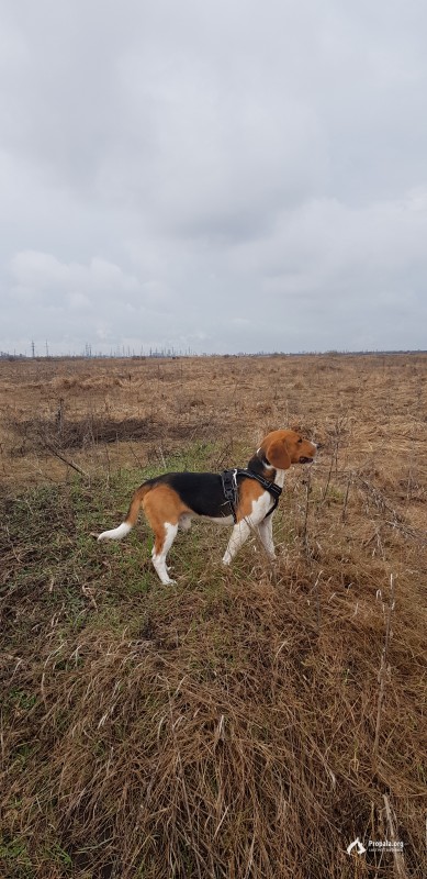 Краснодар, поля за ростовским шоссе